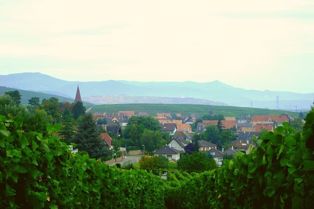 L'Alsace : une région viticole incontournable