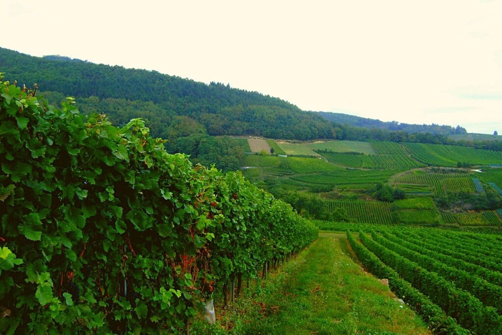 L'Alsace : une région viticole incontournable